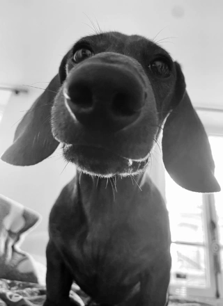 equipe-oreo-dog-scaled